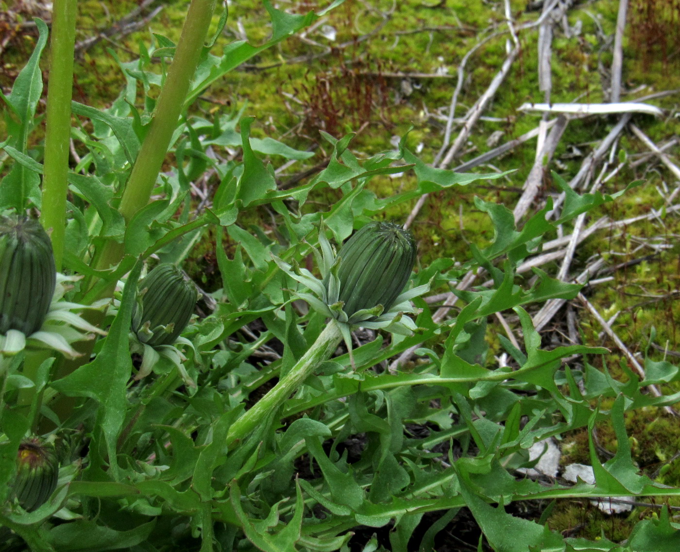 Изображение особи Taraxacum printzii.