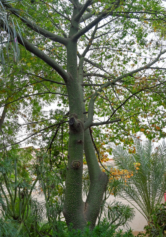 Изображение особи Ceiba speciosa.