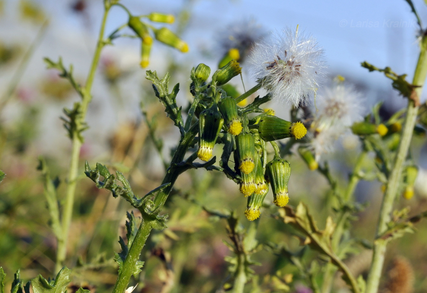 Изображение особи Senecio vulgaris.