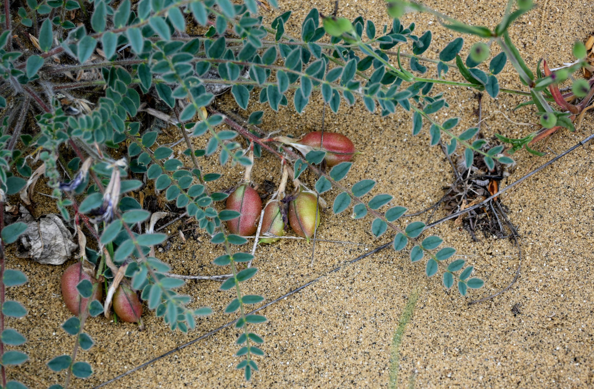 Изображение особи Astragalus longipetalus.