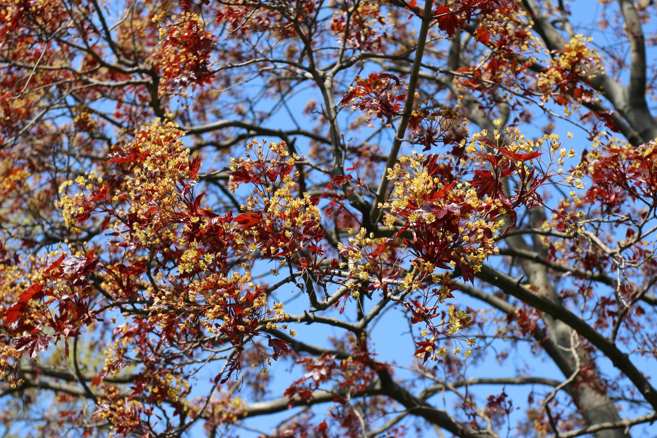 Image of Acer platanoides specimen.