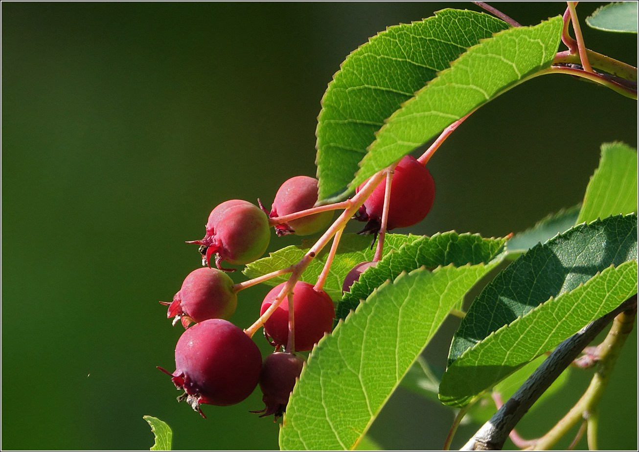 Image of Amelanchier spicata specimen.