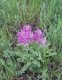 Pedicularis uliginosa