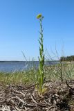 Isatis tinctoria