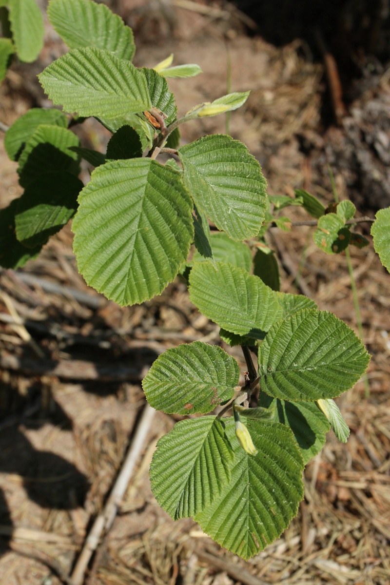 Изображение особи Alnus incana.