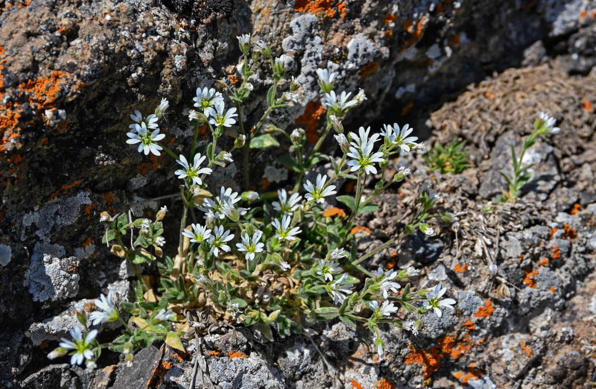 Image of Cerastium pusillum specimen.