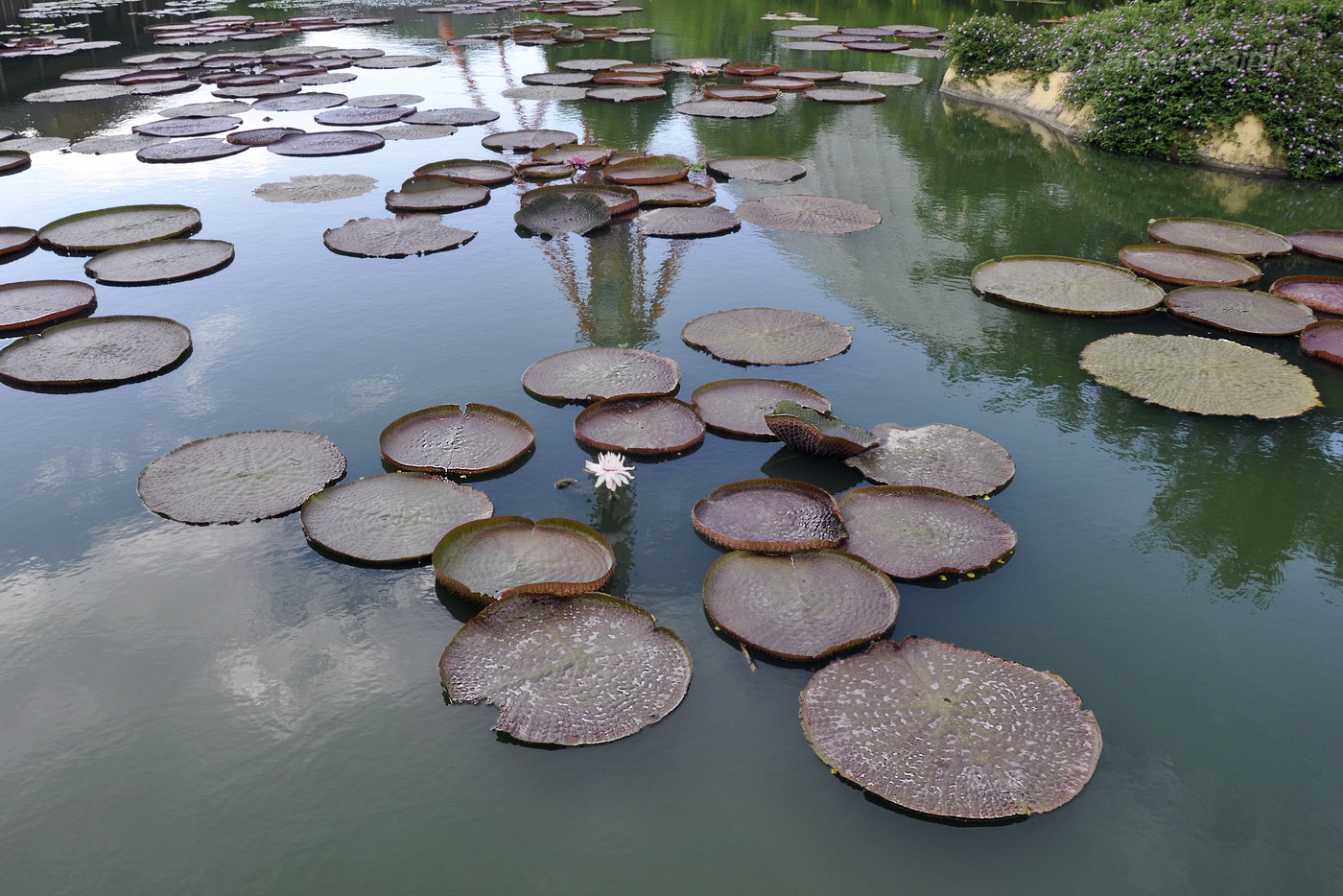 Изображение особи Victoria amazonica.