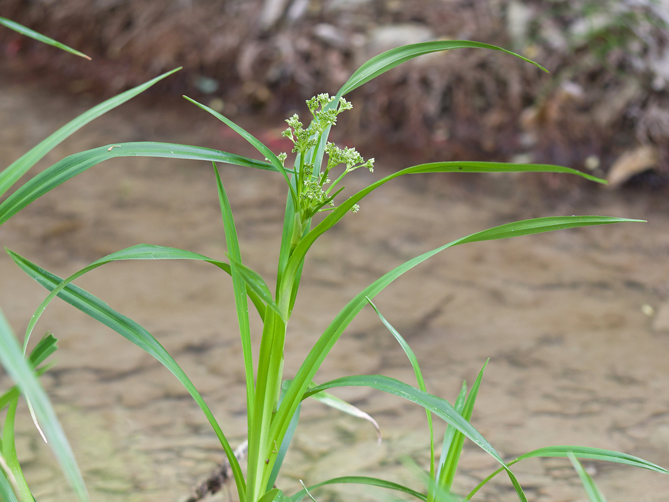 Image of Scirpus sylvaticus specimen.