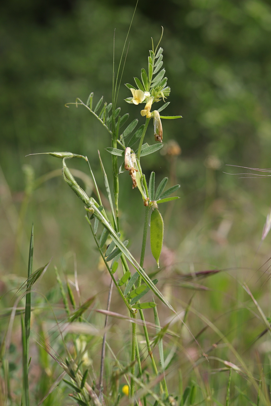 Image of Vicia ciliatula specimen.