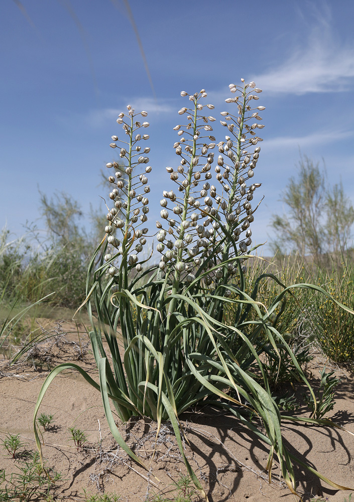 Image of Eremurus anisopterus specimen.