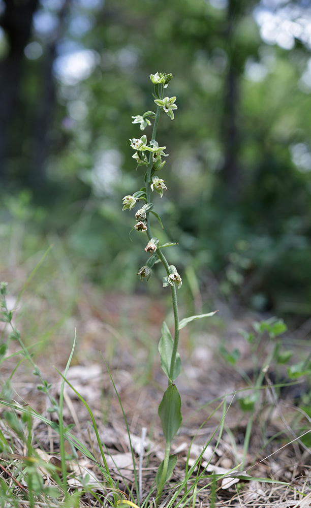 Image of Epipactis krymmontana specimen.