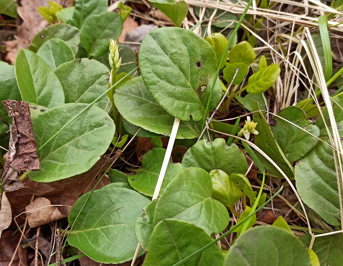 Image of Pyrola rotundifolia specimen.