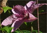 Clematis × jackmanii