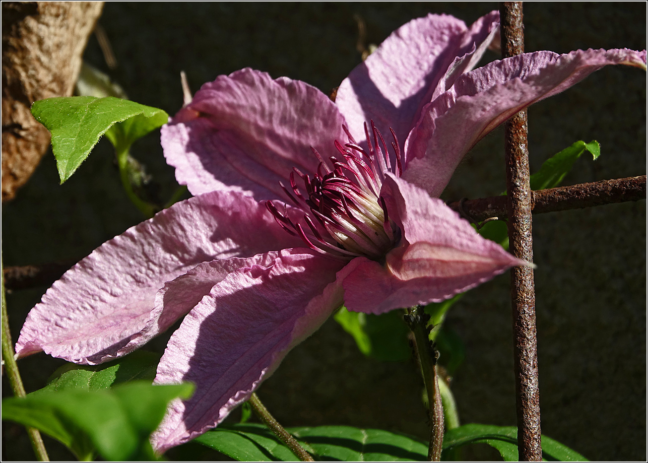 Изображение особи Clematis &times; jackmanii.