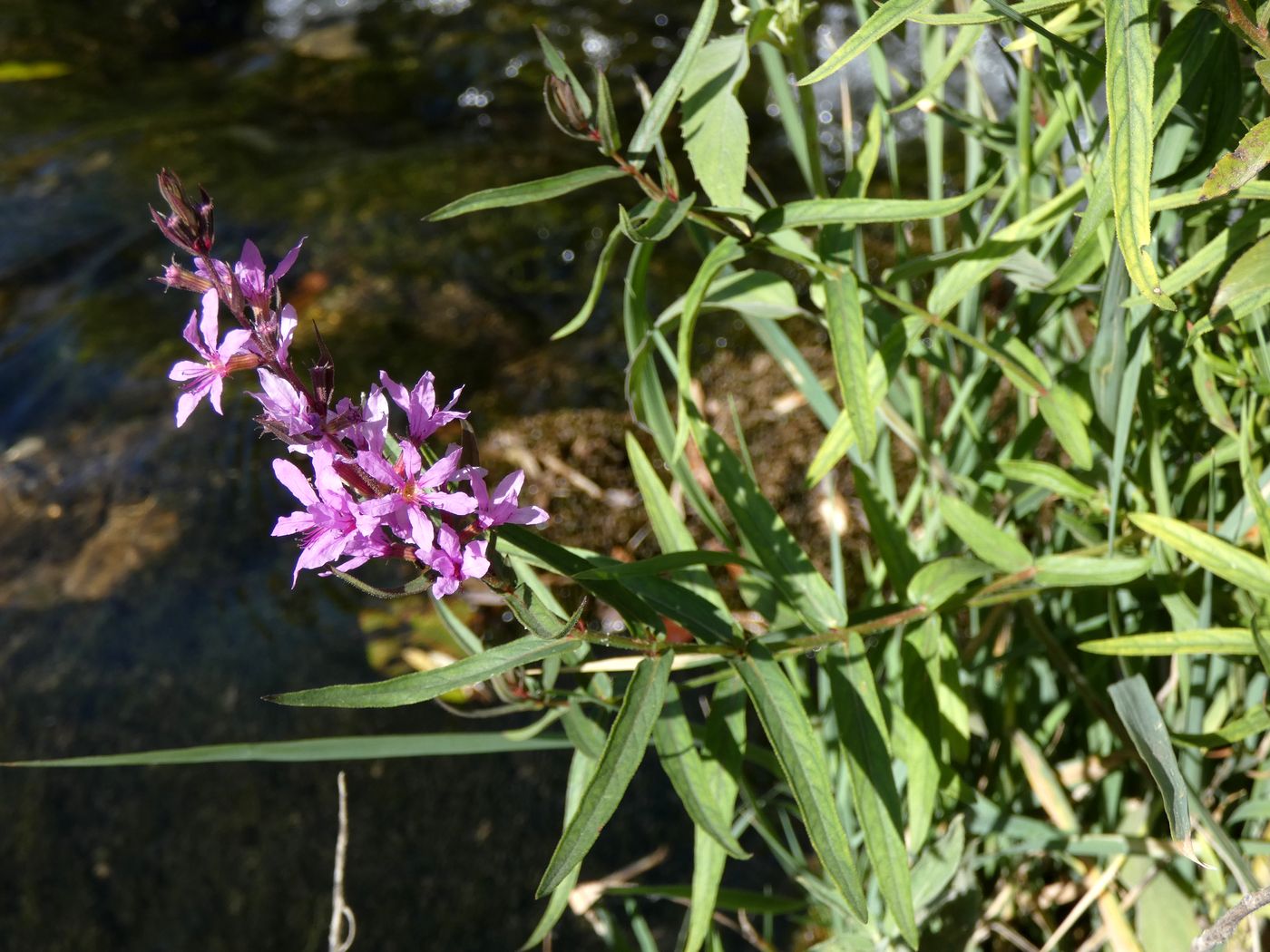 Image of Lythrum intermedium specimen.