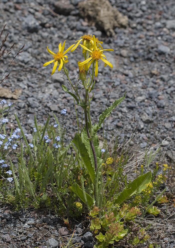 Image of genus Senecio specimen.