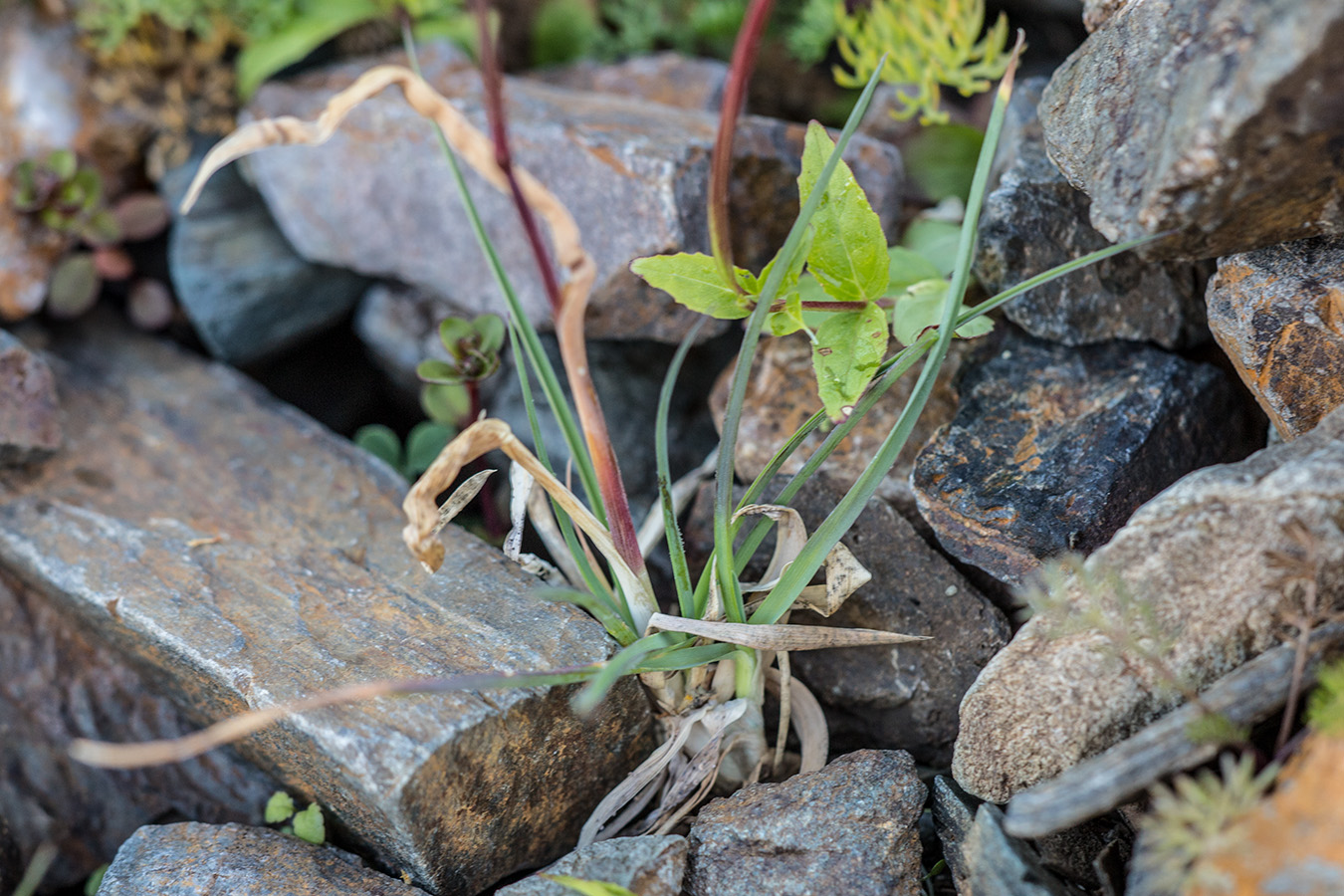 Image of Poa alpina specimen.