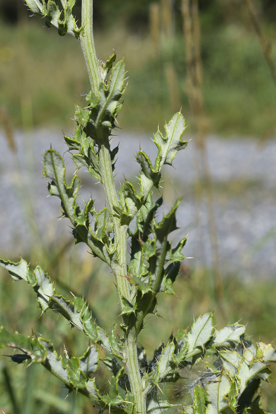 Image of Cirsium arvense specimen.