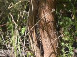 Vachellia karroo