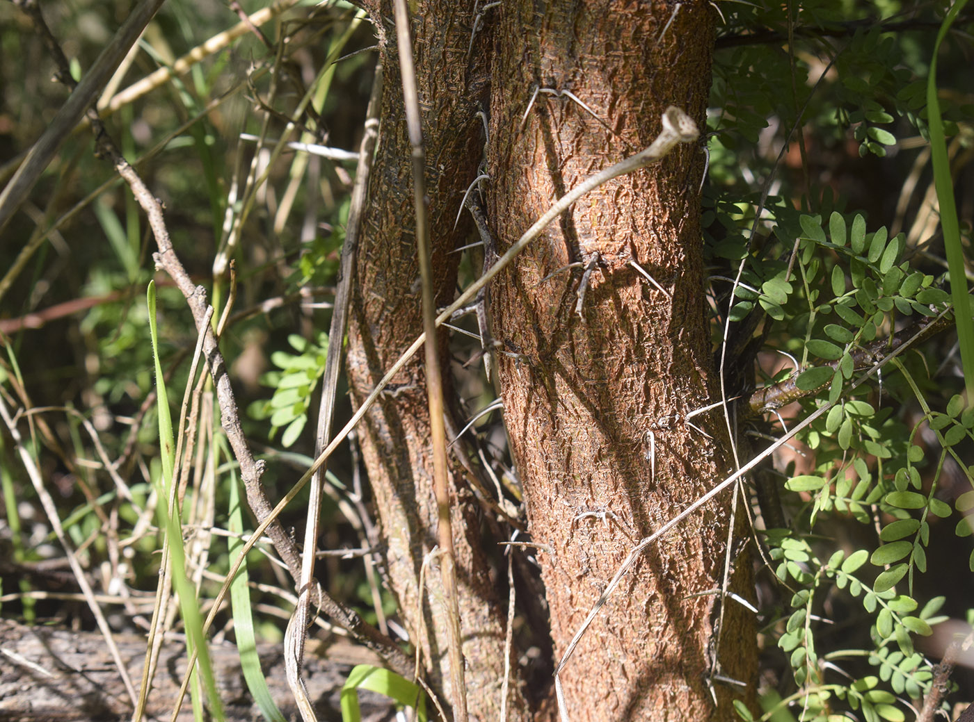 Изображение особи Vachellia karroo.