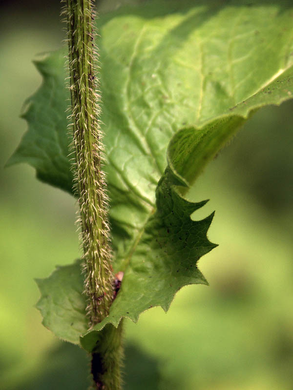 Image of Crepis sibirica specimen.