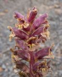 Orobanche campanulae. Верхушка соцветия. Кабардино-Балкария, Черекский р-н, окр. с/п Верхняя Балкария, правый борт долины р. Хашхасу, ≈ 2000 м н.у.м., мелкощебнистая осыпь из ожелезнённого песчаника. 31.07.2024.