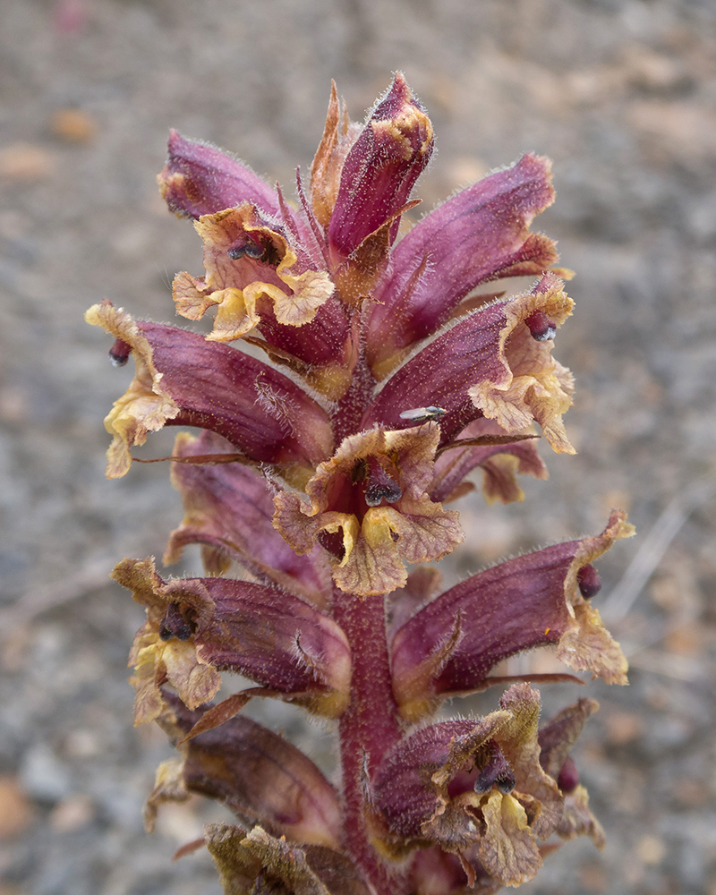 Изображение особи Orobanche campanulae.