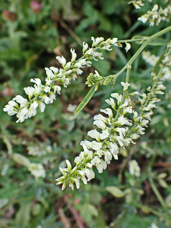 Image of Melilotus albus specimen.