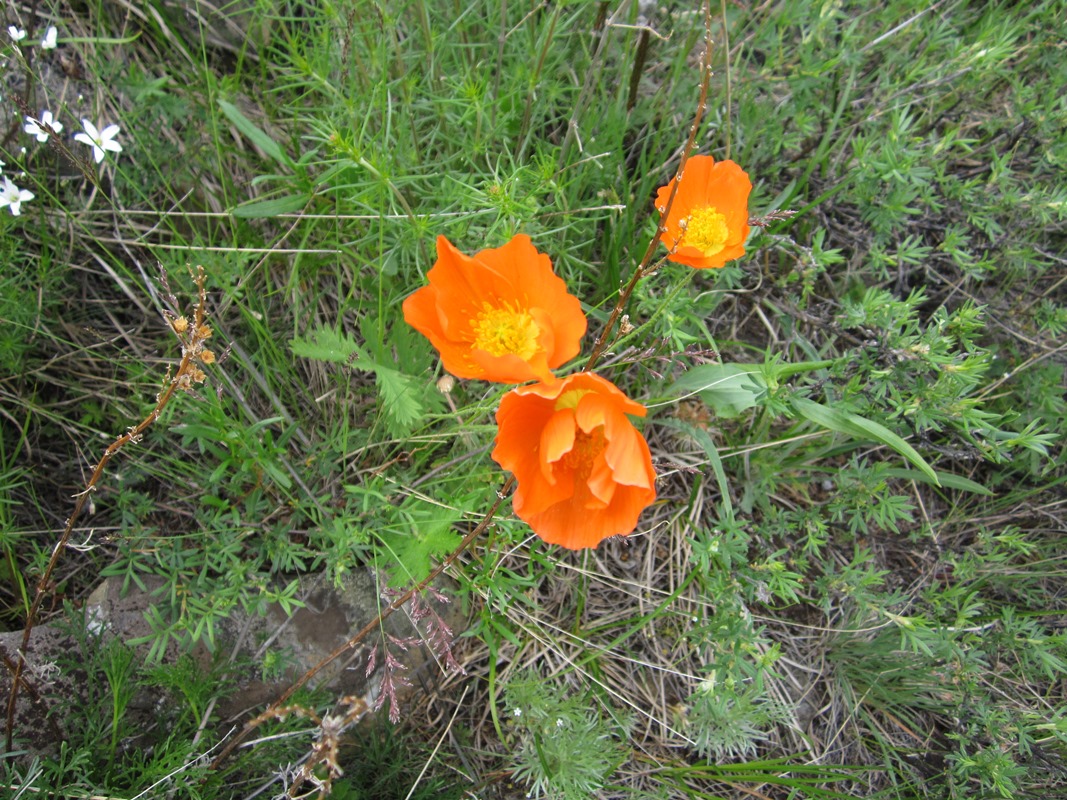 Изображение особи Papaver rubro-aurantiacum.