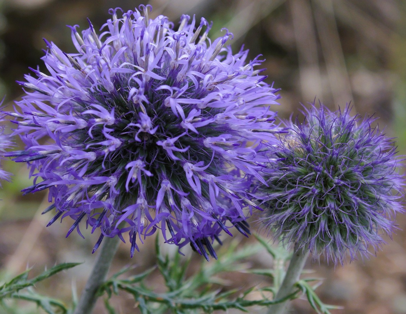 Image of Echinops ruthenicus specimen.