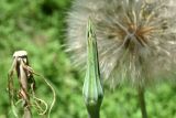 Tragopogon orientalis