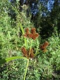 Cyperus glomeratus