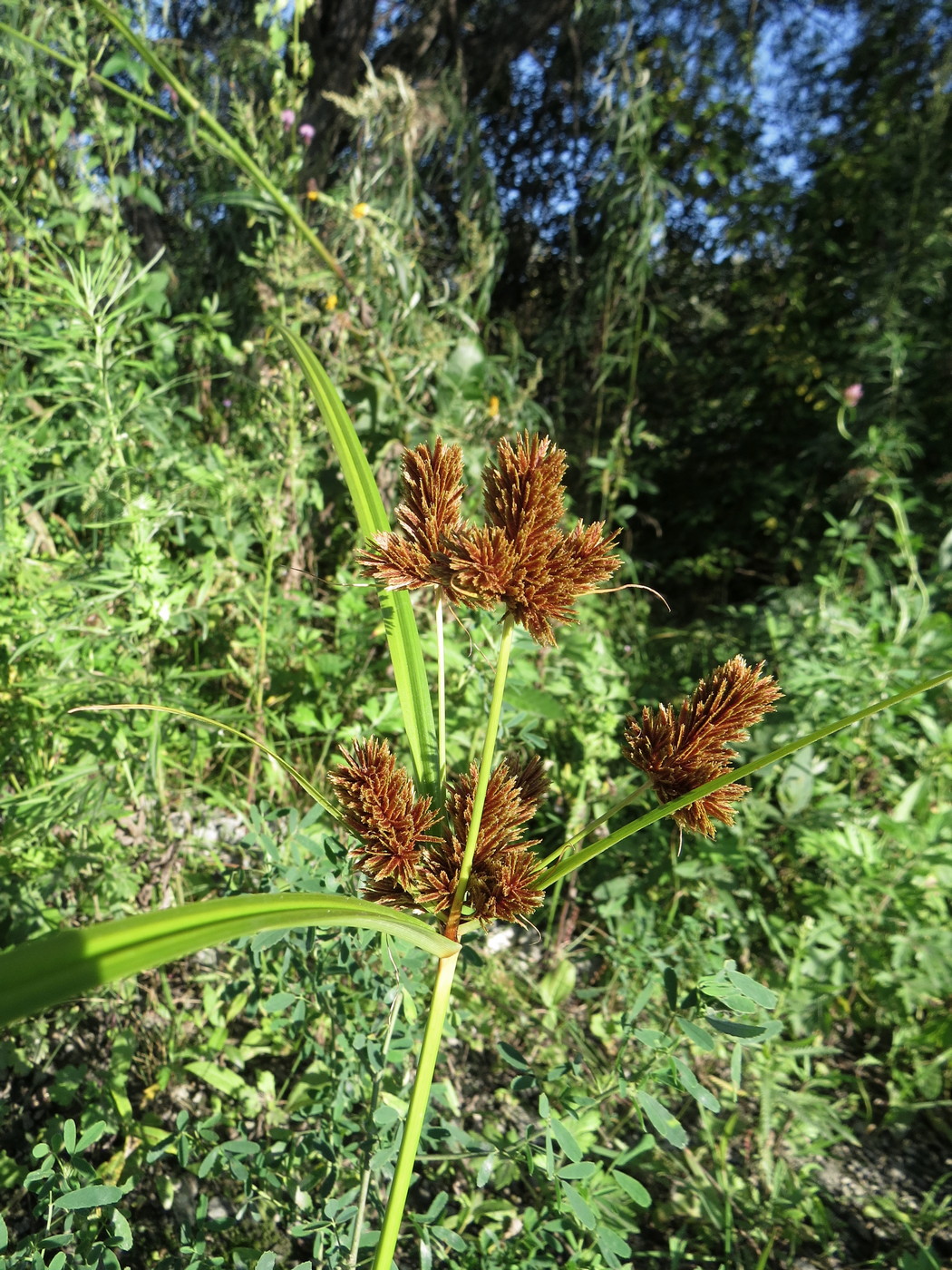 Изображение особи Cyperus glomeratus.