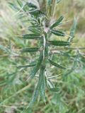 Cirsium polonicum. Лист. Московская обл., ГО Подольск, мкр-н Климовск, пустырь. 31.07.2024.