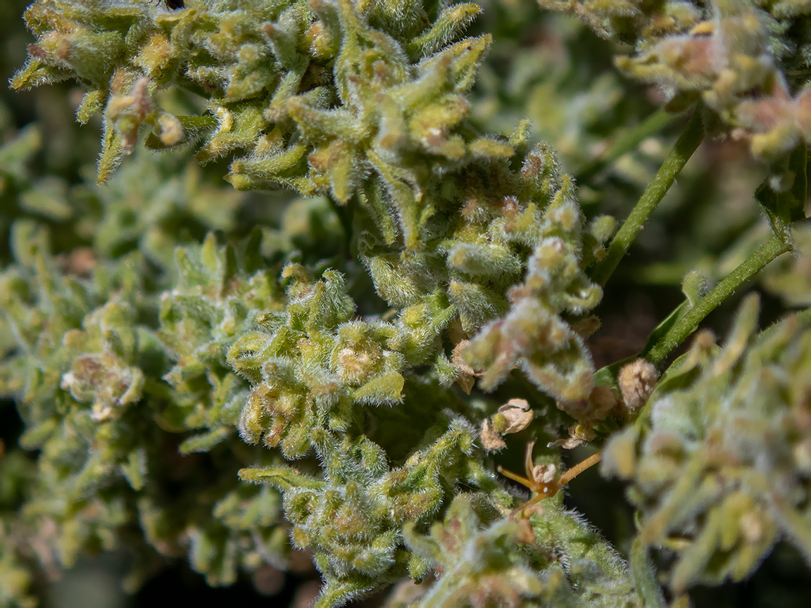 Image of Cardaria draba specimen.