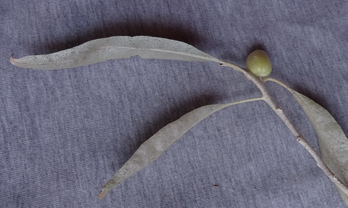 Image of Elaeagnus angustifolia specimen.