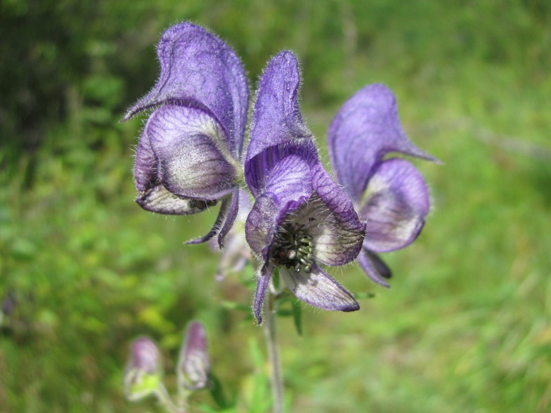 Image of Aconitum volubile specimen.