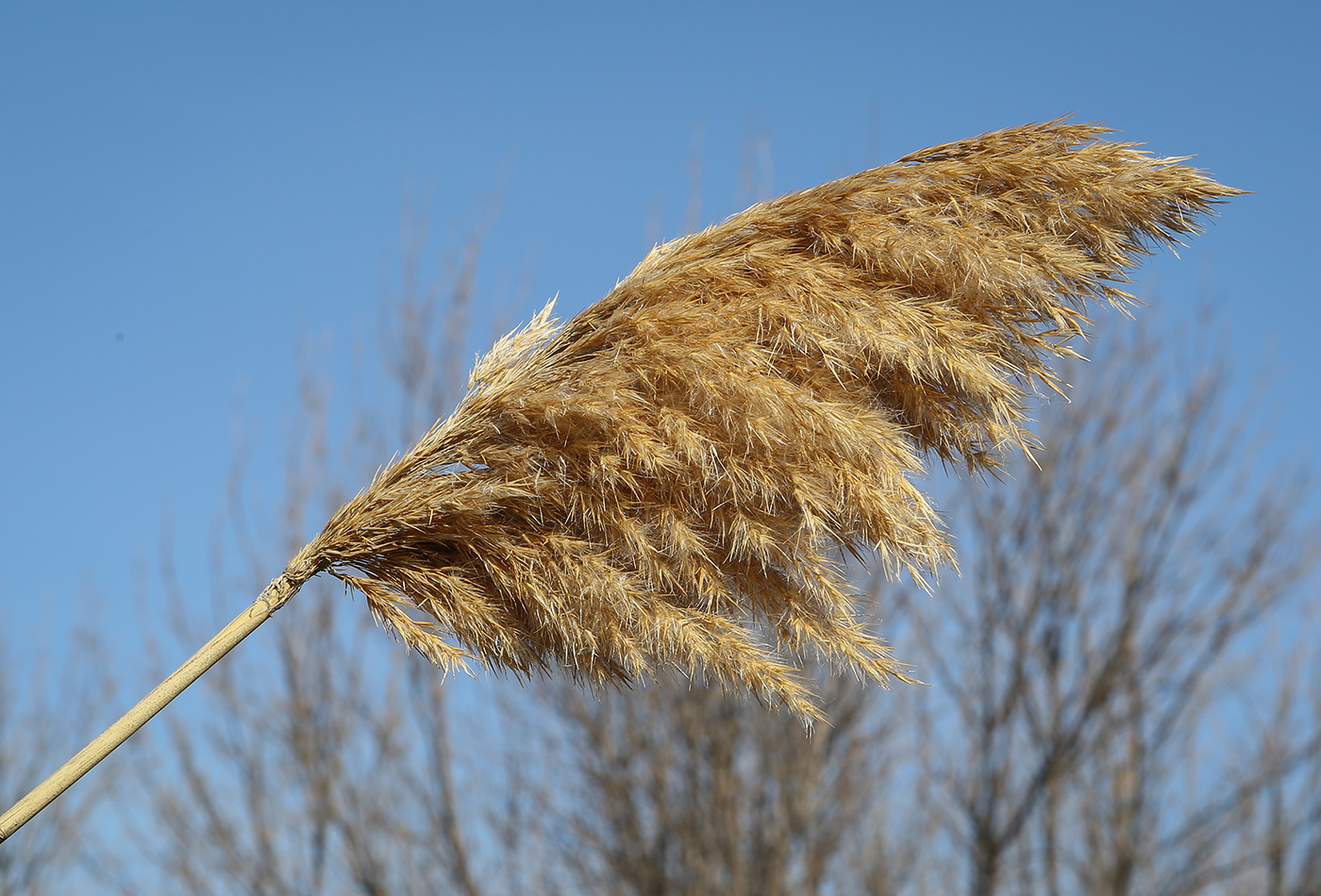 Изображение особи Phragmites australis.