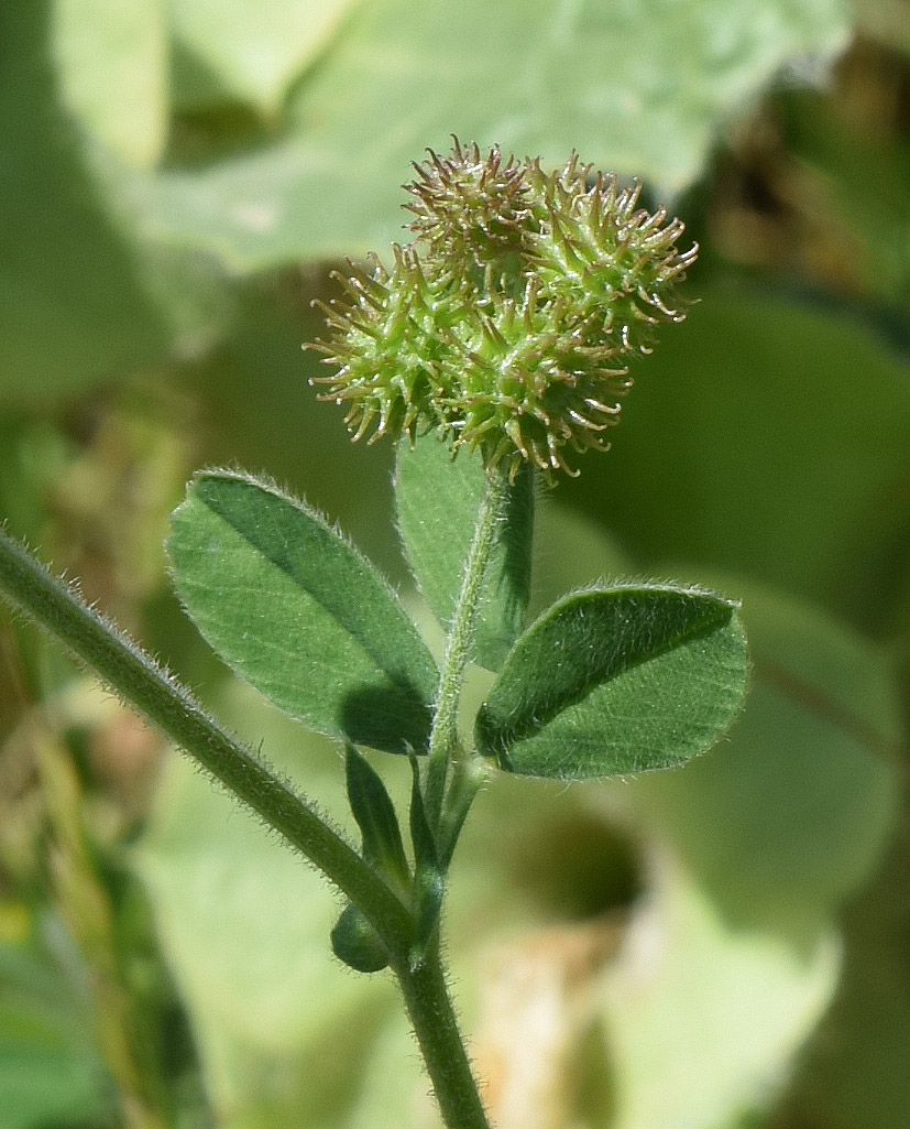 Image of Medicago minima specimen.