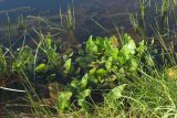 Rorippa amphibia