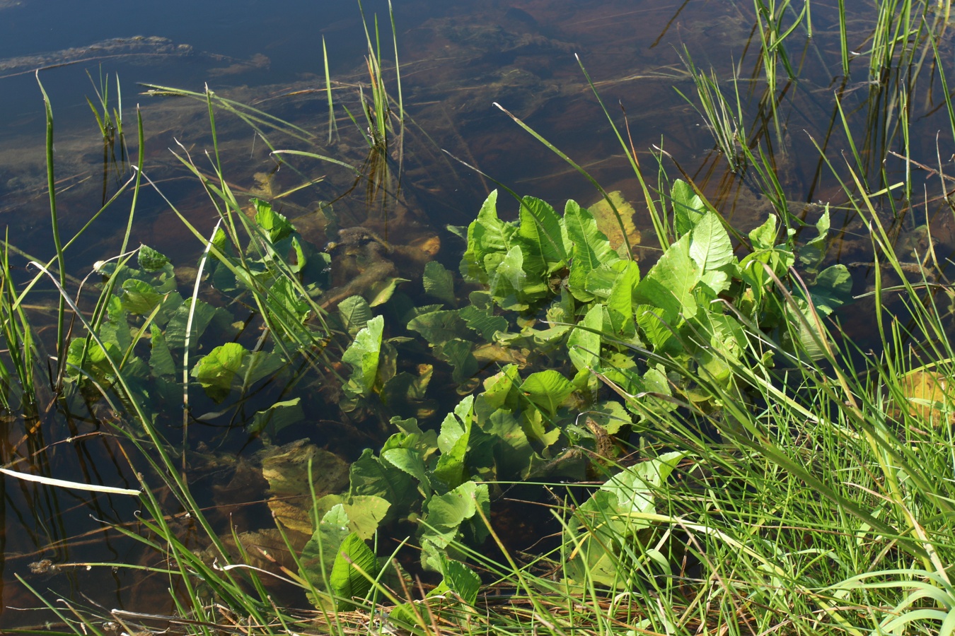 Image of Rorippa amphibia specimen.