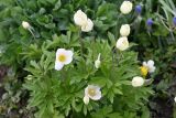 Смотреть изображение Anemone sylvestris