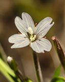 Смотреть изображение Epilobium palustre