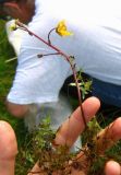 Utricularia australis