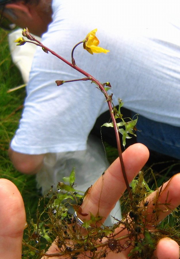 Image of Utricularia &times; neglecta specimen.