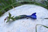 View full-size image Gentiana pontica