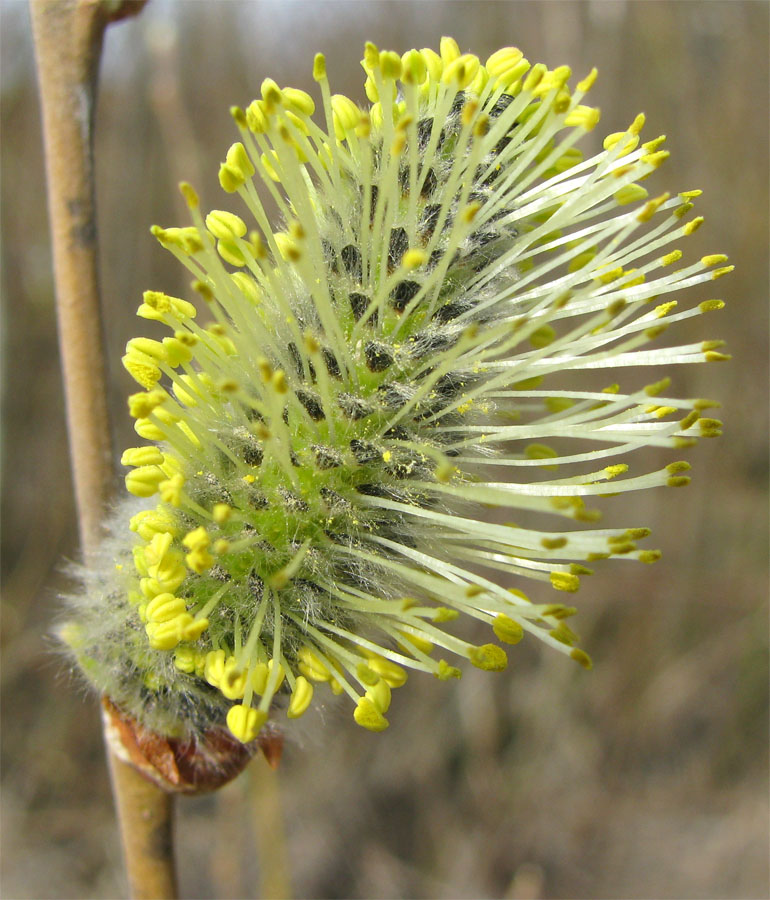 Image of Salix cinerea specimen.