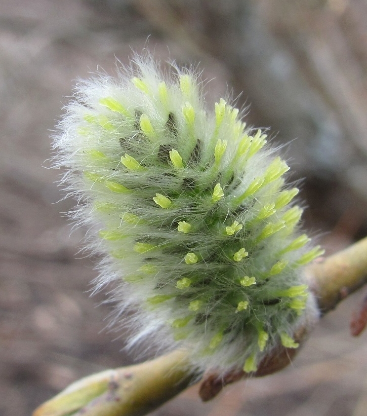 Image of Salix gmelinii specimen.