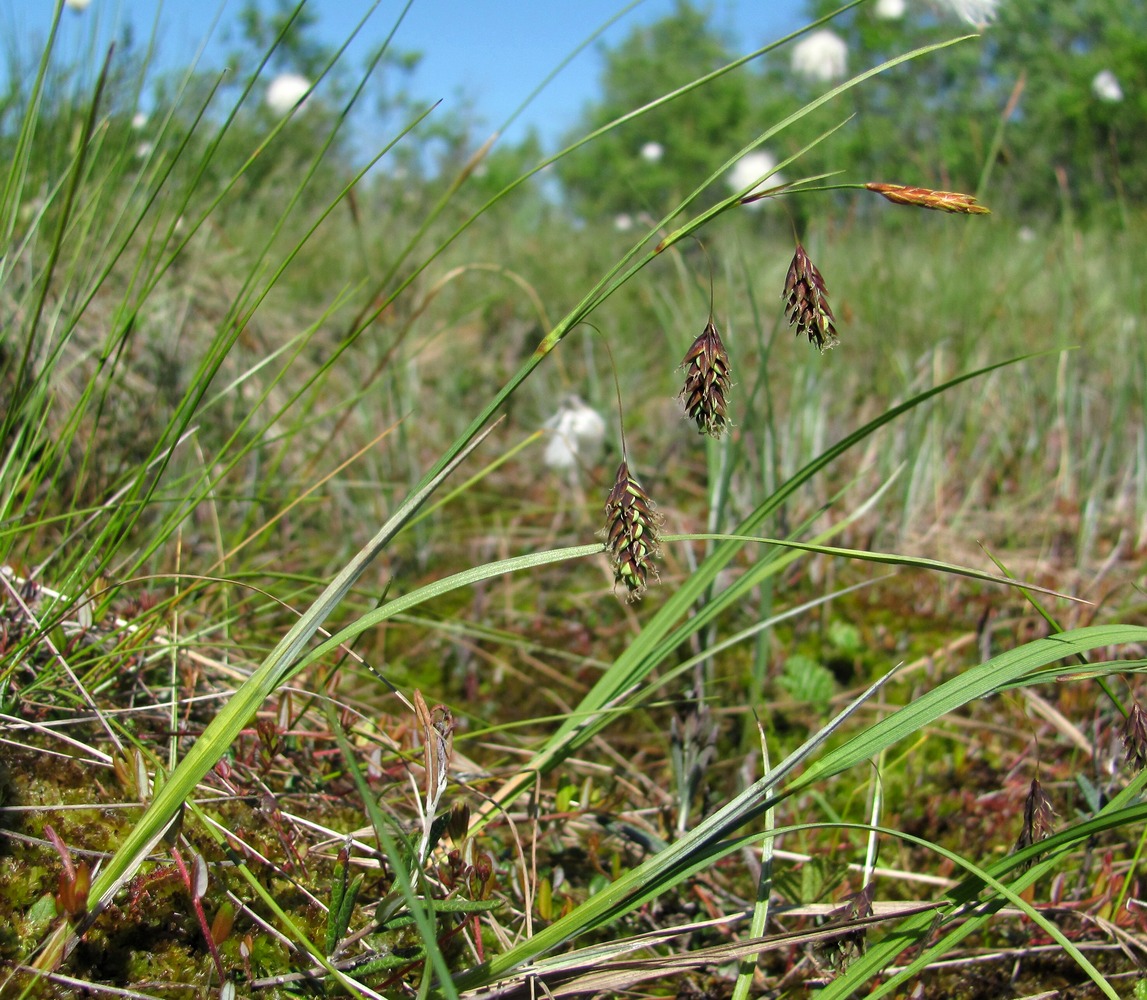 Изображение особи Carex paupercula.