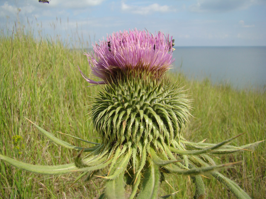 Image of Cirsium ciliatum specimen.